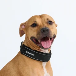 Cushioned Martingale Collar - Black