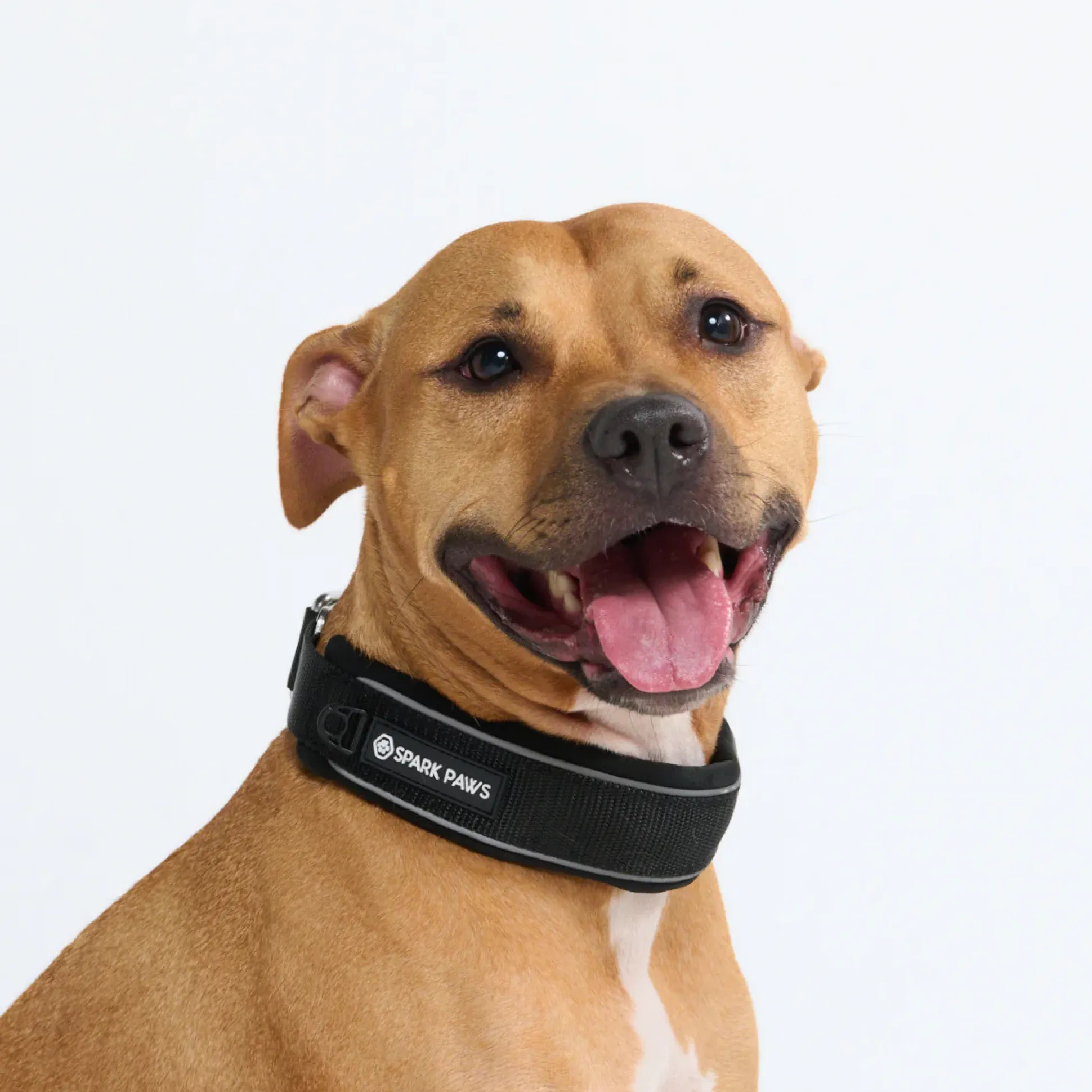 Cushioned Martingale Collar - Black