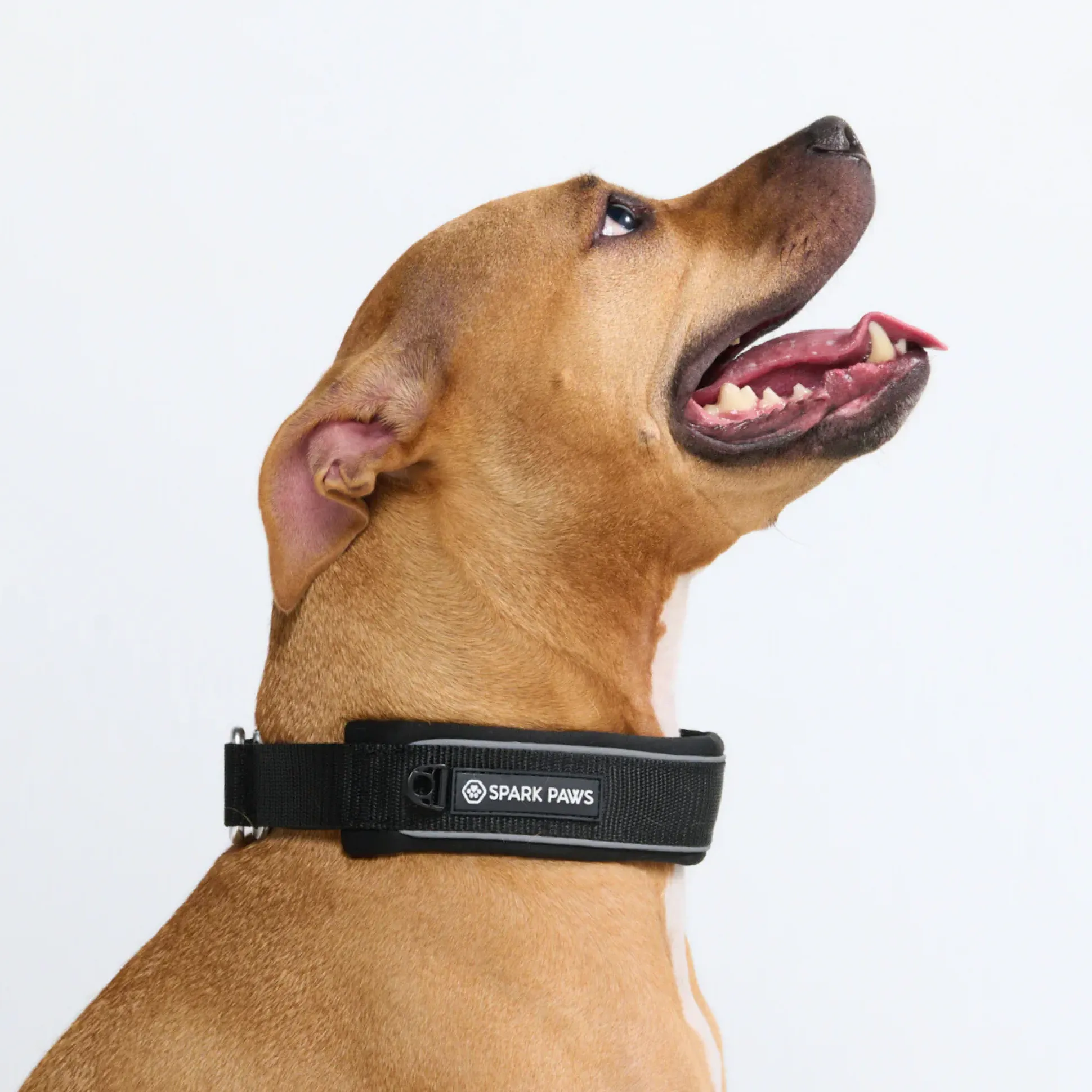 Cushioned Martingale Collar - Black