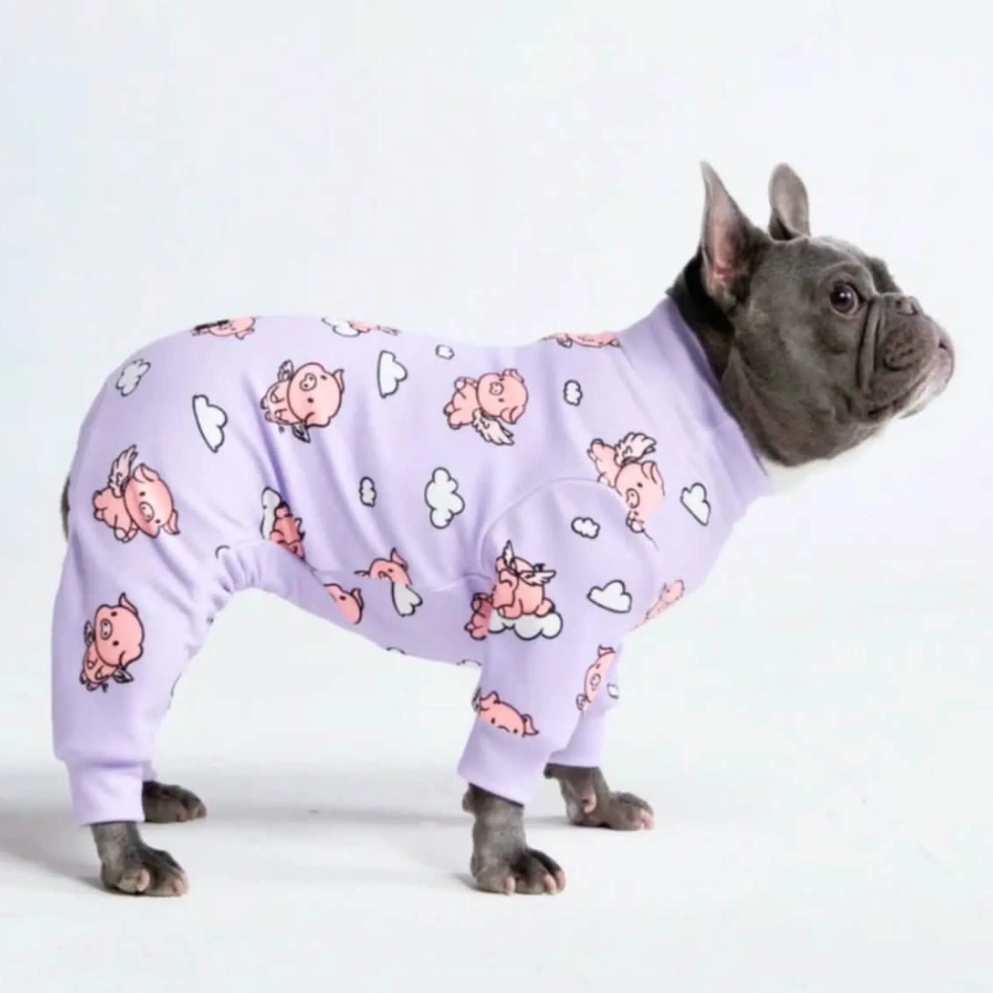 Dog Pajama - When Pigs Fly