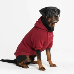 Essential Dog Hoodie - Burgundy
