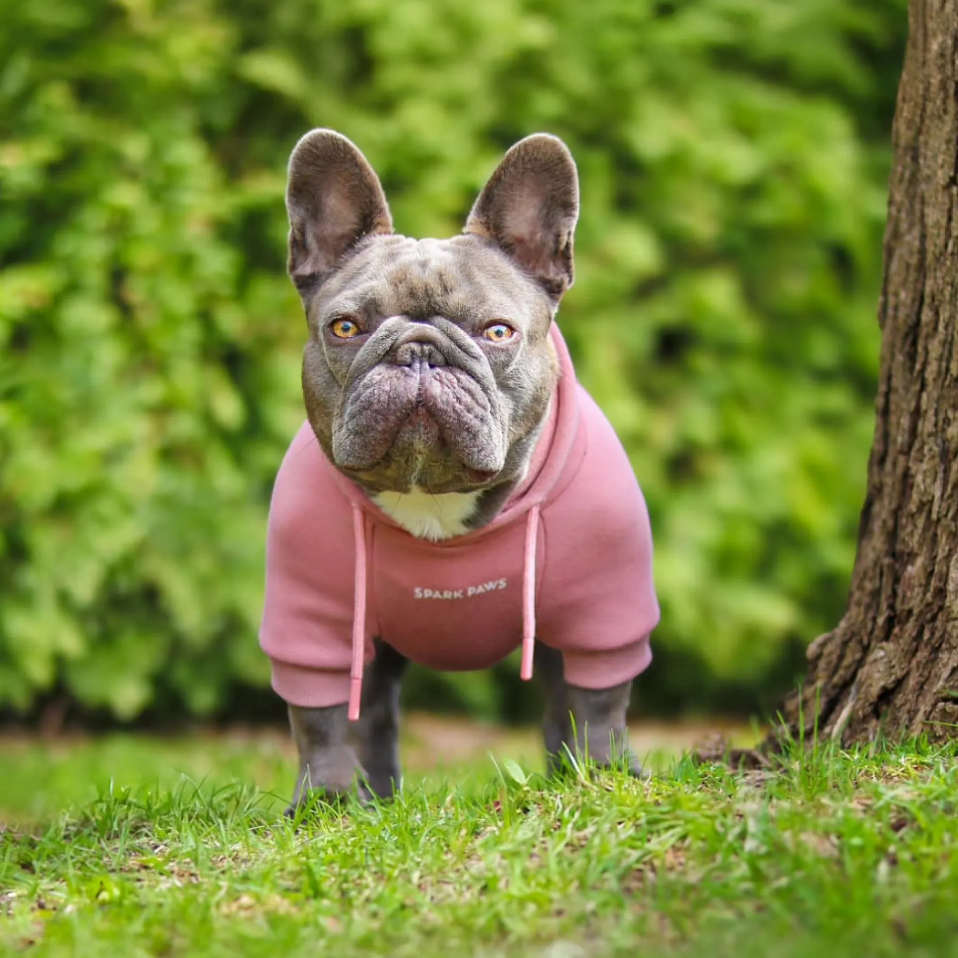 Essential Dog Hoodie - Dusty Pink