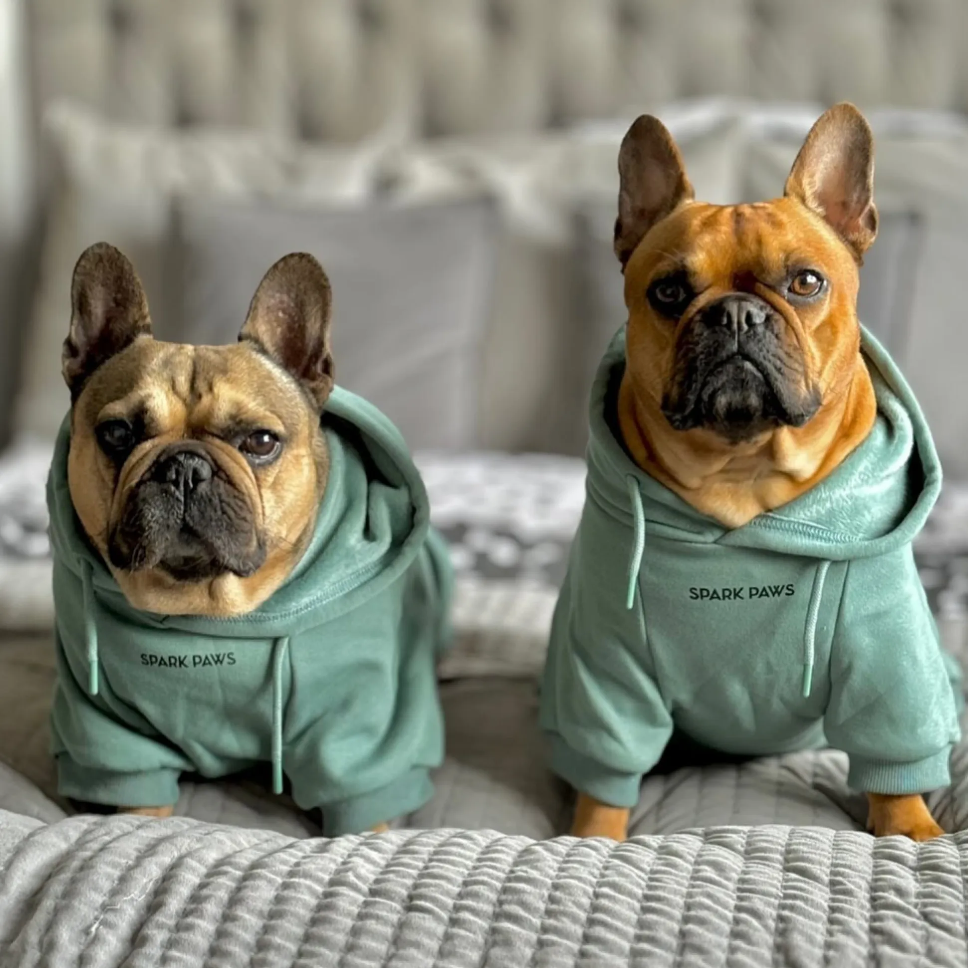 Essential Dog Hoodie - Teal