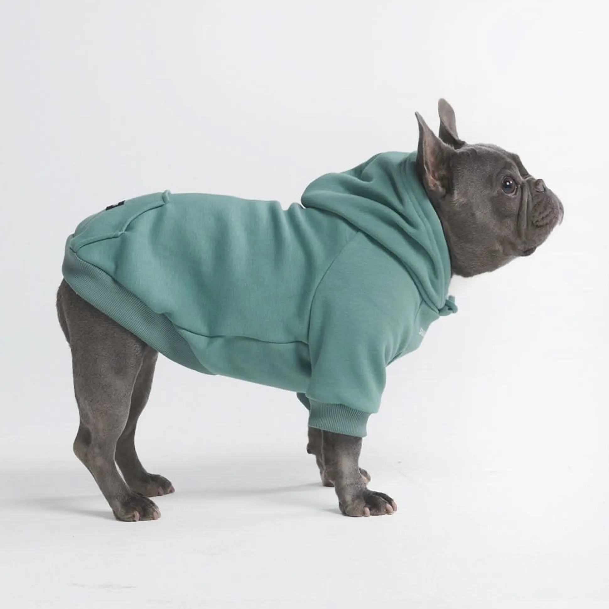 Essential Dog Hoodie - Teal