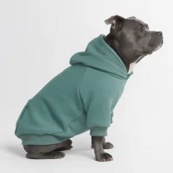 Essential Dog Hoodie - Teal