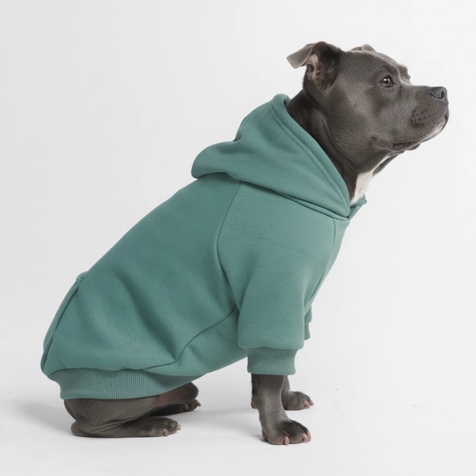 Essential Dog Hoodie - Teal