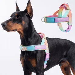 Grab & Go Harness - Pastel Icing
