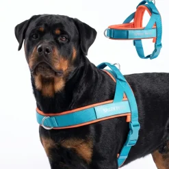 Grab & Go Harness - Teal & Apricot