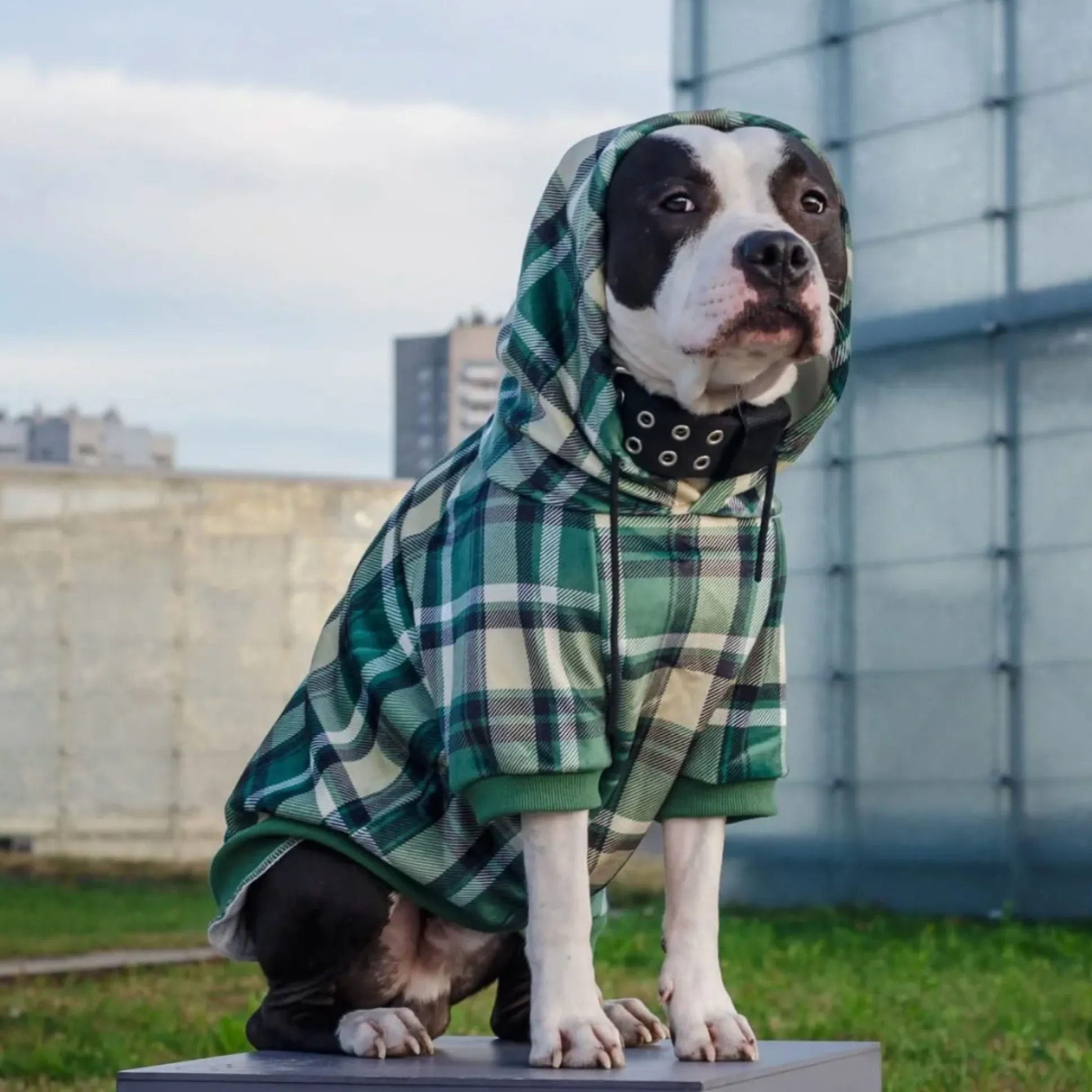 Green Plaid Dog Hoodie