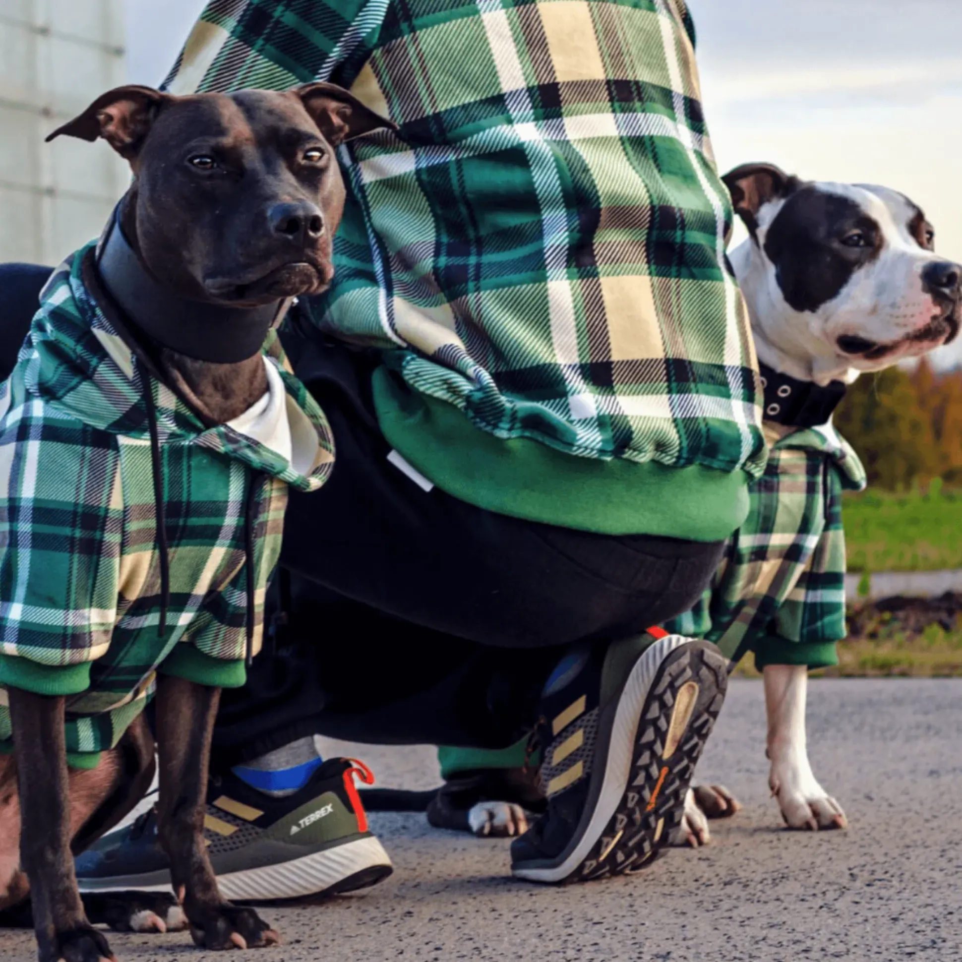 Green Plaid Dog Hoodie