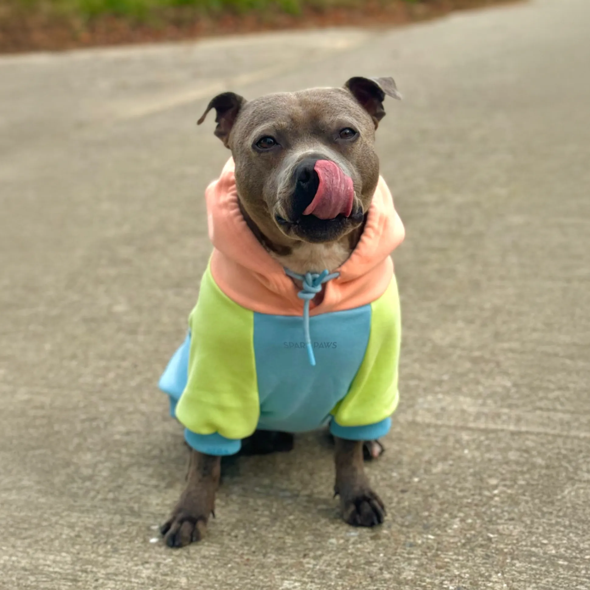 Jelly Bean Dog Hoodie