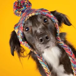 Knit Pom Pom Dog Beanie Hat - Kaleidoscope