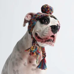 Knit Pom Pom Dog Beanie Hat - Kaleidoscope