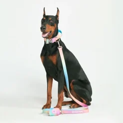 Leash and Poop Bag Holder Set - Pastel Icing