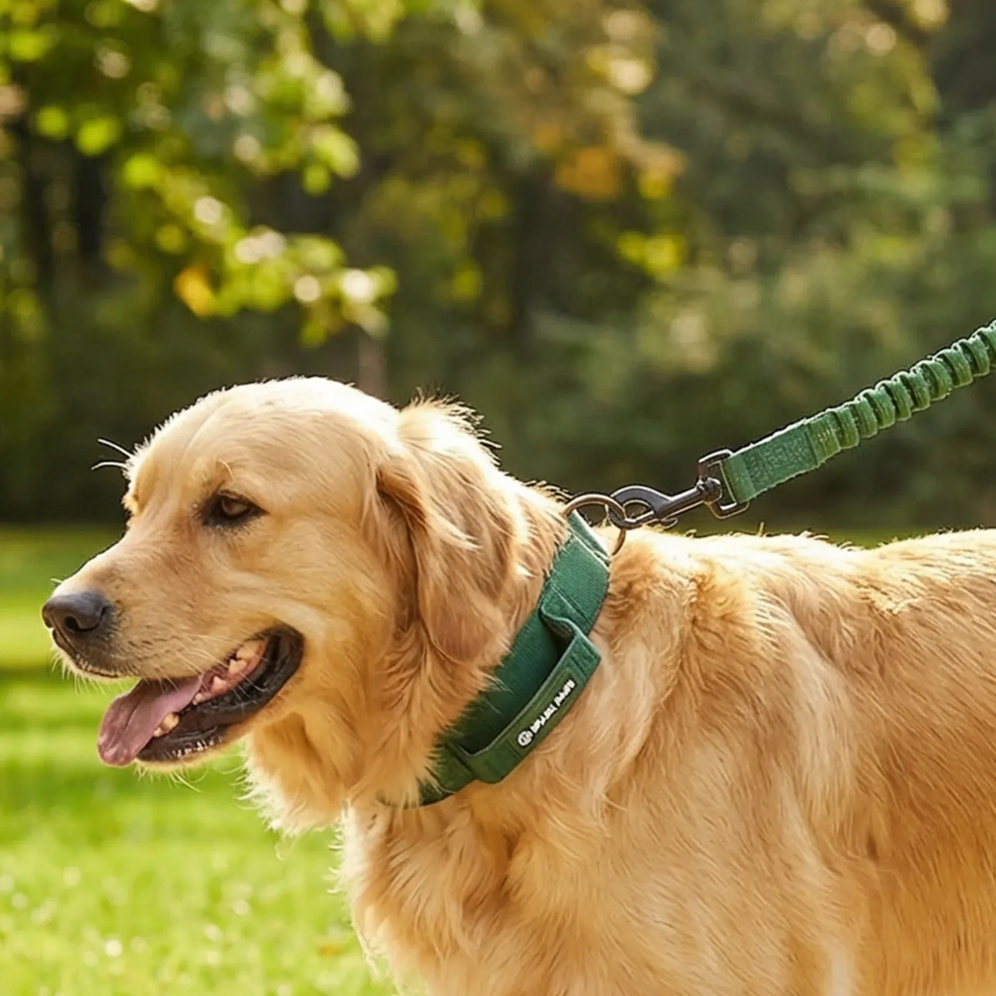 Martingale Collar and Multipurpose Leash Sets