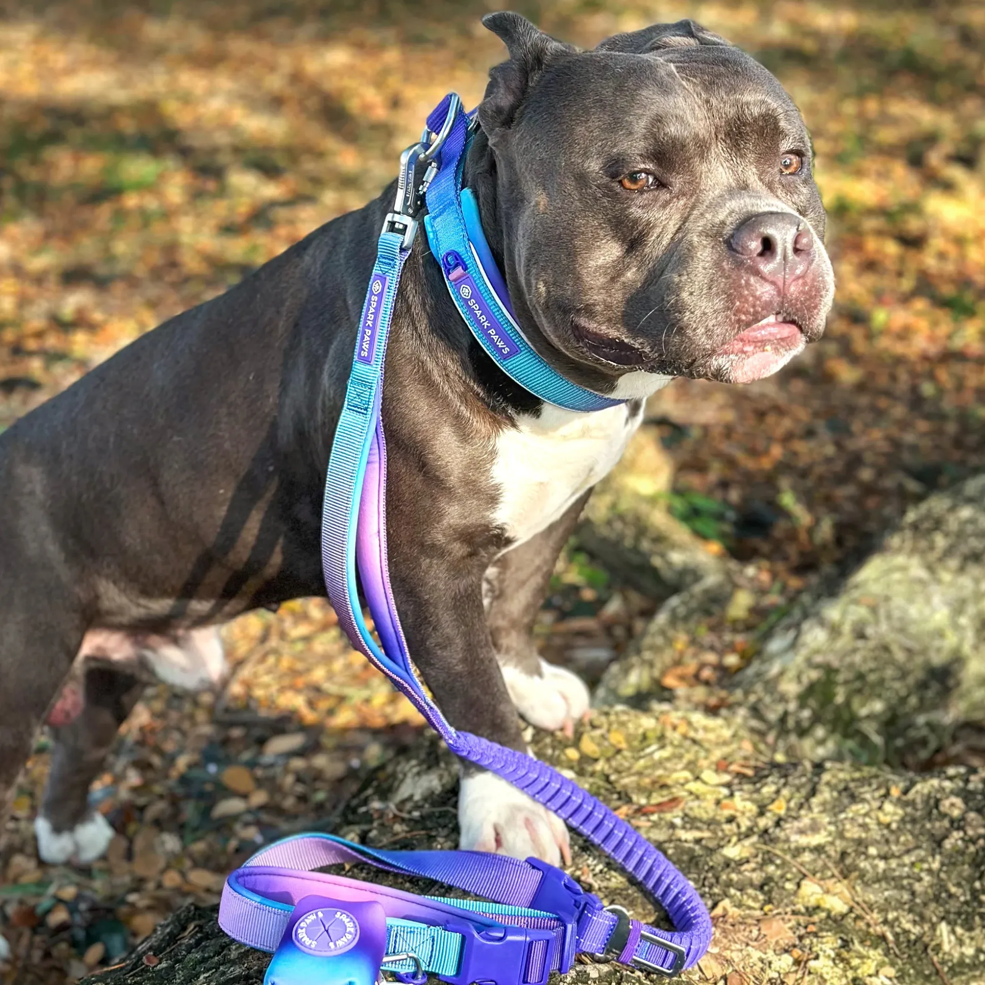 Martingale Collar and Multipurpose Leash Set - 90s Retro