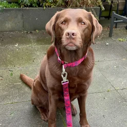 Martingale Collar Set - Fuchsia Camo