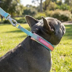 Martingale Collar Set - Pastel Icing