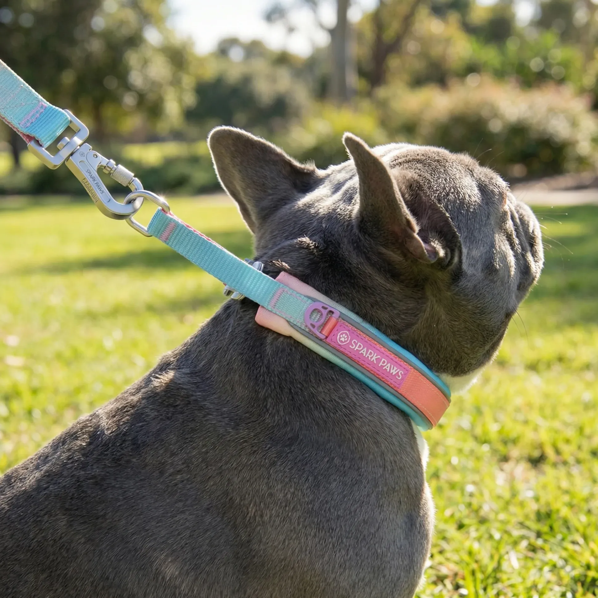 Martingale Collar Set - Pastel Icing