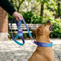 Martingale Collar Sets