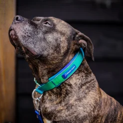 Martingale Collar Sets