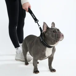 Multipurpose Seatbelt Handsfree Leash & Poop Bag Holder Set