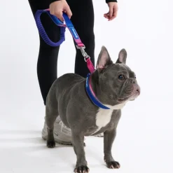 Multipurpose Seatbelt Handsfree Leash & Poop Bag Holder Set