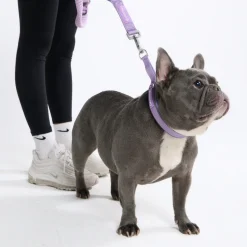 Multipurpose Seatbelt Handsfree Leash & Poop Bag Holder Set