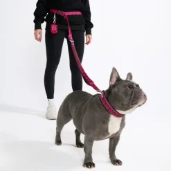 Multipurpose Seatbelt Handsfree Leash & Poop Bag Holder Set