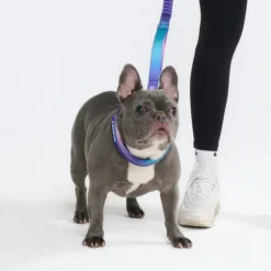 Multipurpose Seatbelt Handsfree Leash & Poop Bag Holder Set - 90s Retro