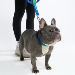 Multipurpose Seatbelt Handsfree Leash & Poop Bag Holder Set - Lime Wave