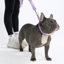Multipurpose Seatbelt Handsfree Leash & Poop Bag Holder Set - Lilac