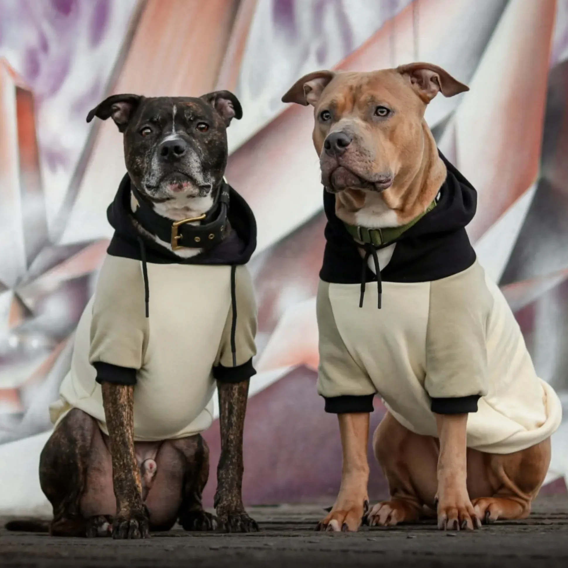 Olive Cream Dog Hoodie