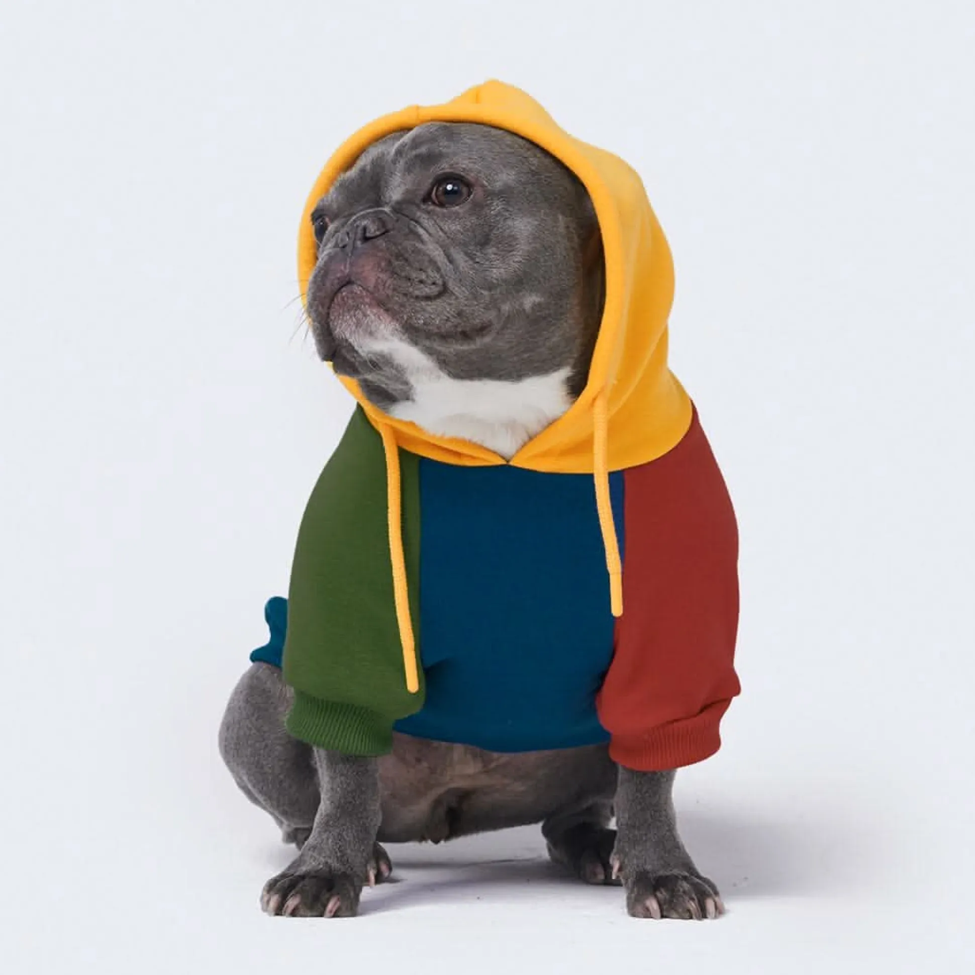 Primary Color Block Dog Hoodie
