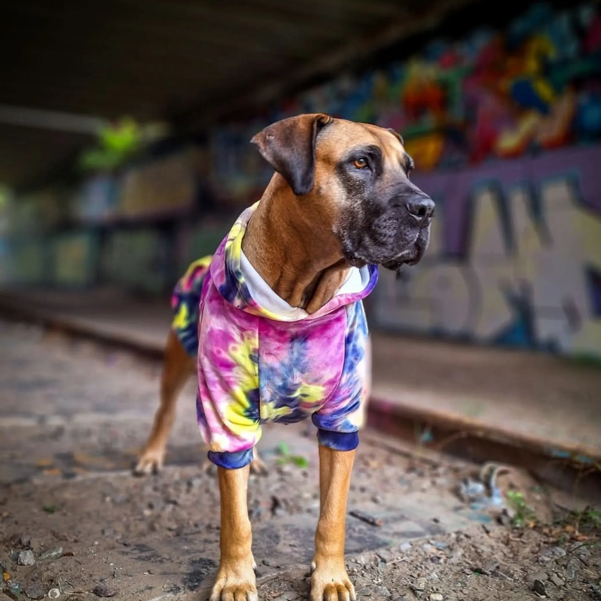 Velvet Dog Hoodie - Berry Lemonade